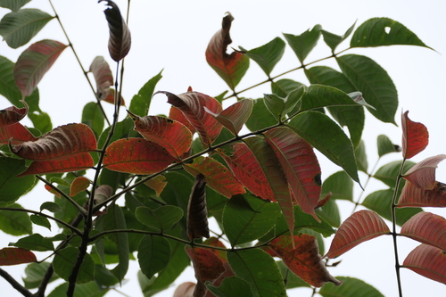 Garuga (Garuga pinnata)