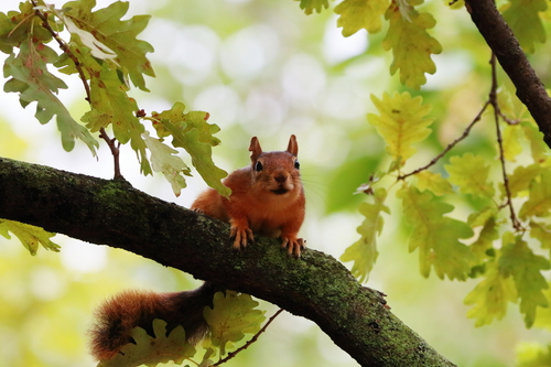 Caucasian Squirrel