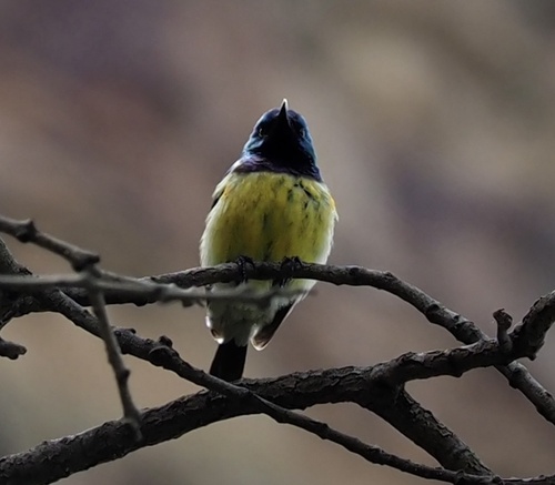 Variable Sunbird