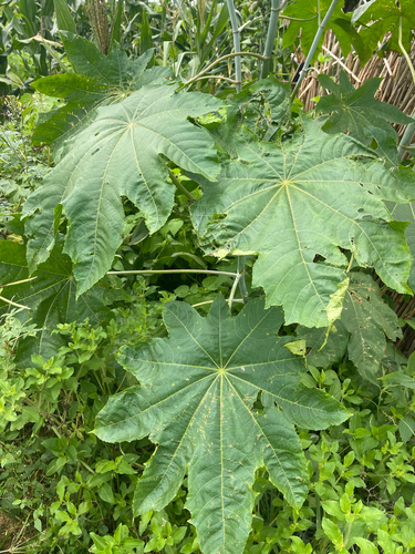 castor bean