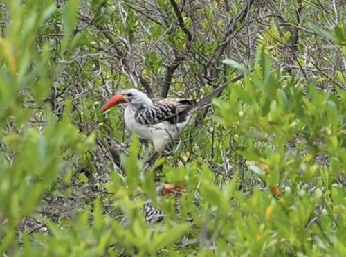Northern Red-billed Hornbill