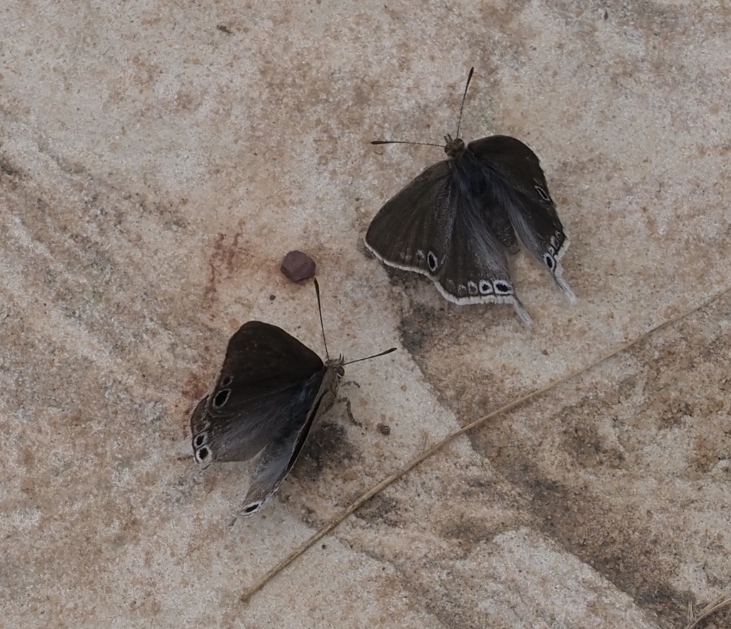 Leptomyrina boschi