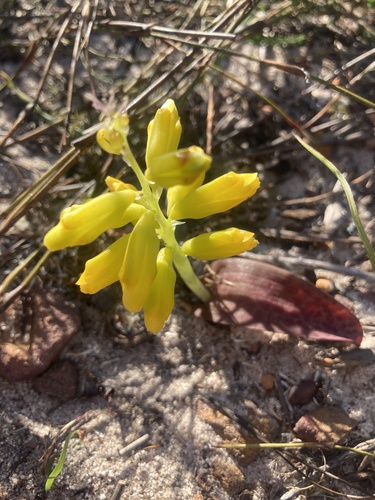 Yellow Spreading Viooltjie (Lachenalia patentissima)