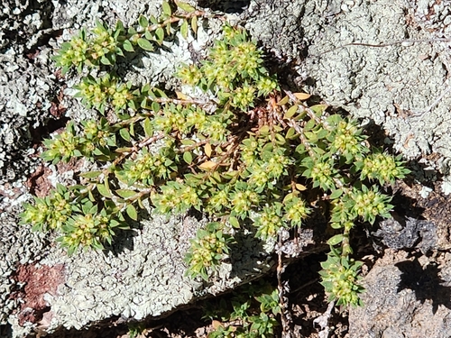 Paronychia brasiliana