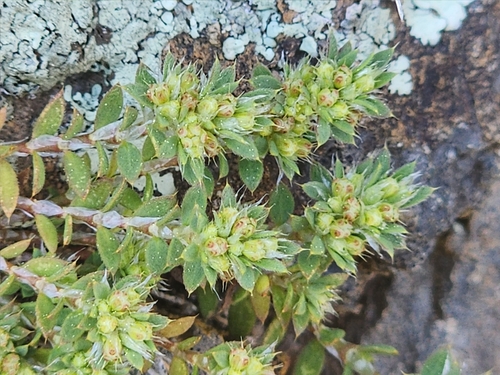 Paronychia brasiliana