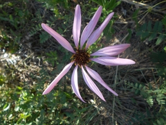 Mutisia spinosa