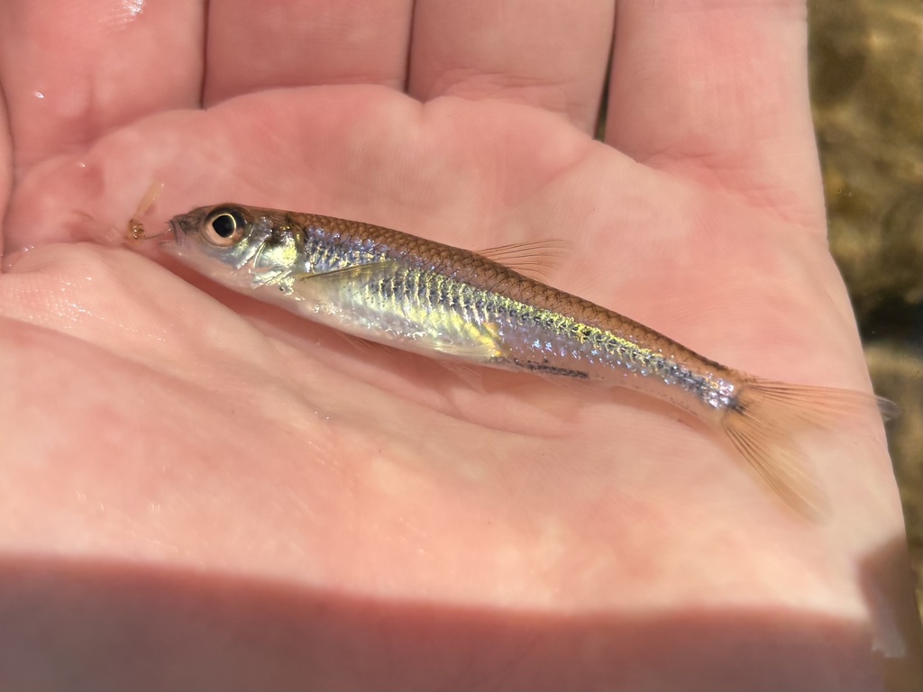 New River shiner (Notropis scabriceps) — Cyprinidae
