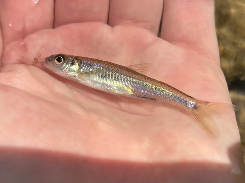 New River-shiner (Notropis scabriceps) — Cyprinidae
