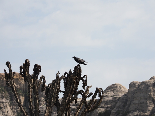 Fan-tailed Raven