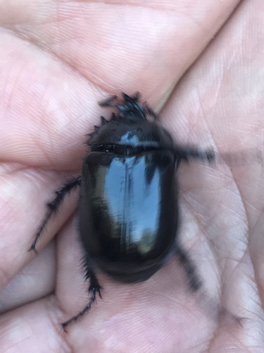 Black Rain Beetle