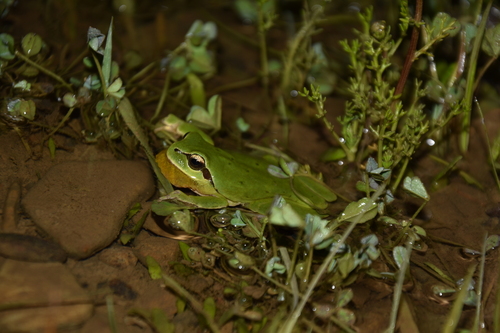 Avistamiento Ranita meridional
