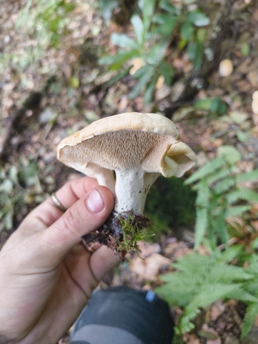 Wood Hedgehog