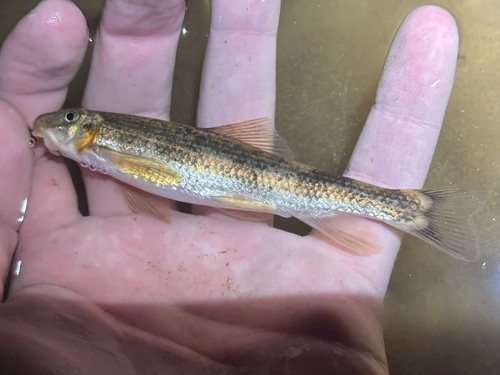 Rustyside sucker (Thoburnia hamiltoni) — Catostomidae — 2