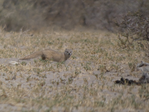 Yellow Mongoose