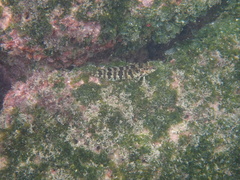 Gobioclinus dendriticus