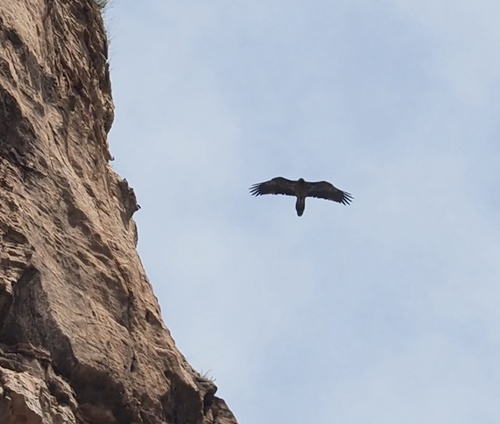 African Bearded Vulture