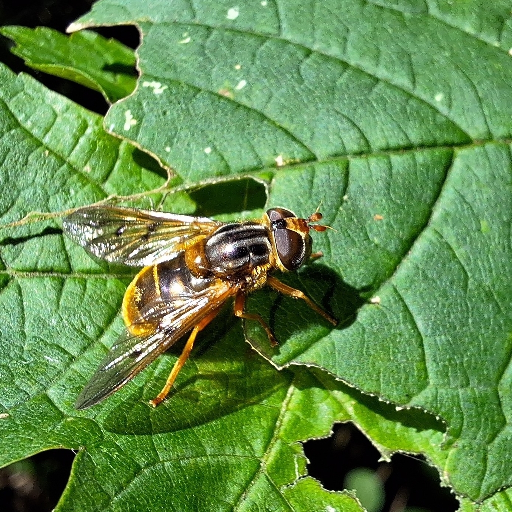 Ferdinandea ruficornis