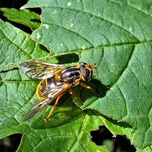 Ferdinandea ruficornis