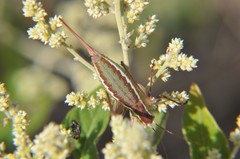Acanthorintes tauriformis