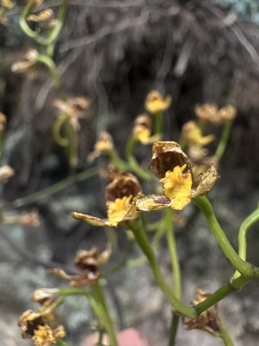 Cyrtochilum densiflorum