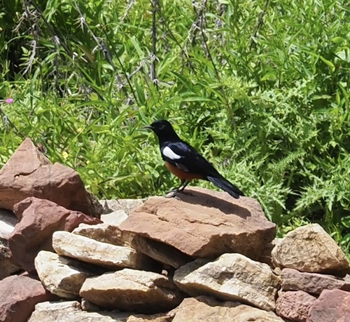 Mocking Cliff-Chat