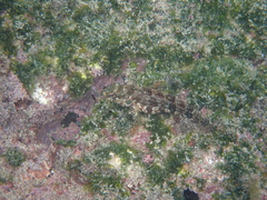 Gobioclinus dendriticus