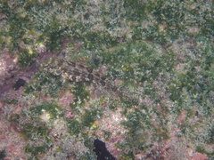 Gobioclinus dendriticus