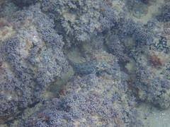 Gobioclinus dendriticus