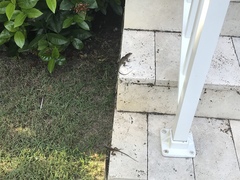 Anolis sagrei