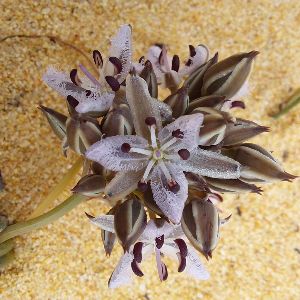 Thysanotus fragrans