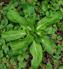 Gamochaeta chionesthes