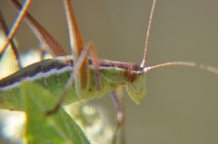 Acanthorintes tauriformis