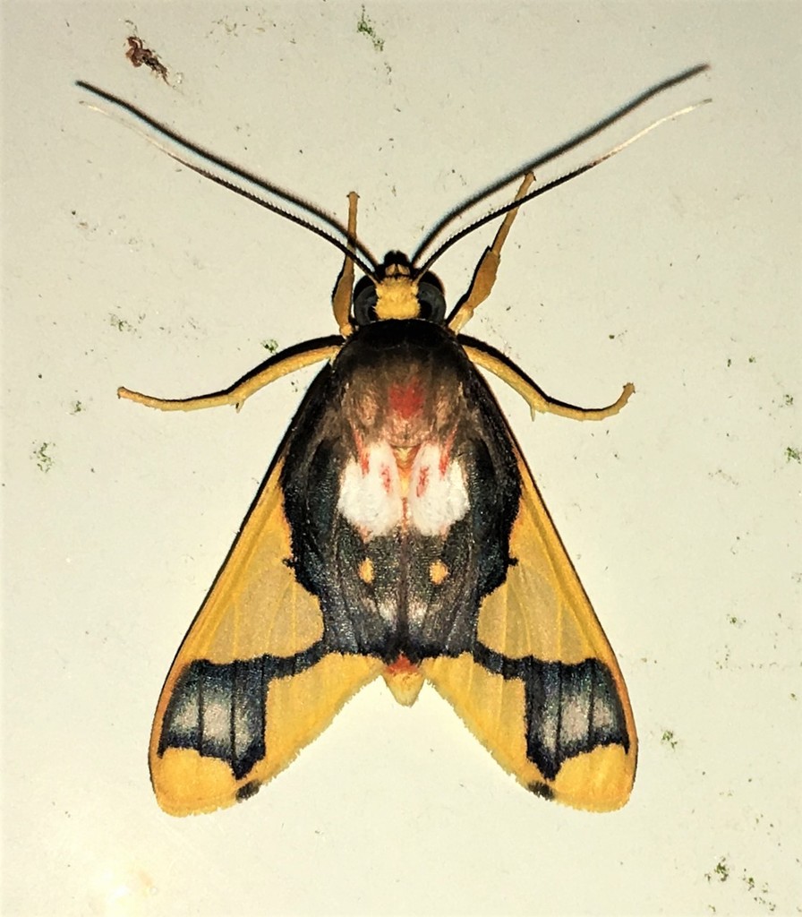 Paranerita patara