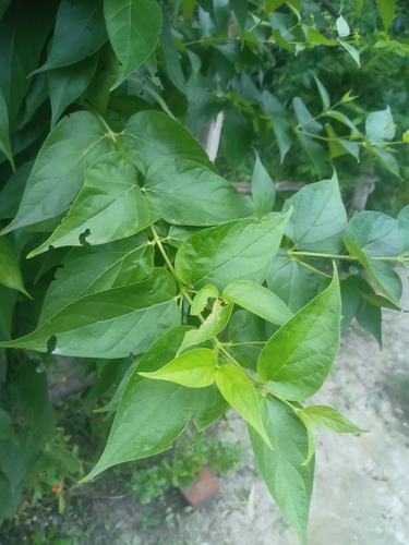 Coral jasmine