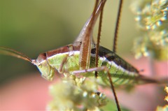 Acanthorintes tauriformis