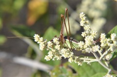 Acanthorintes tauriformis