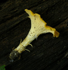 Cantharellus septentrionalis