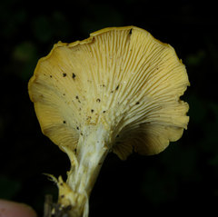 Cantharellus septentrionalis