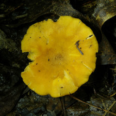 Cantharellus septentrionalis