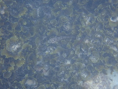 Gobioclinus dendriticus