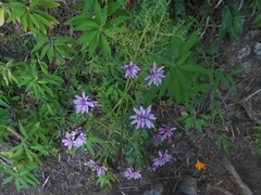 Calorezia prenanthoides