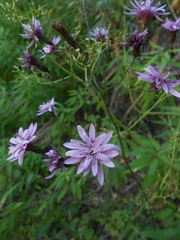 Calorezia prenanthoides