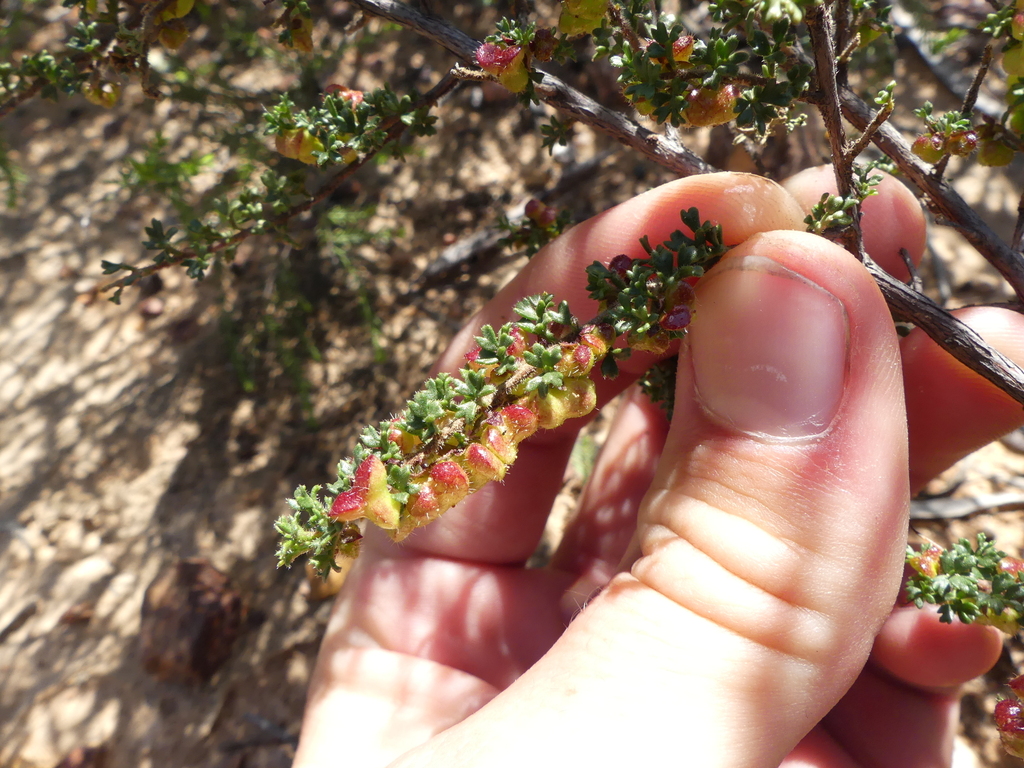 Dodonaea macrossanii