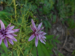 Calorezia prenanthoides