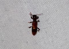Priocera castanea