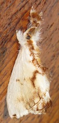 Acraga ampela