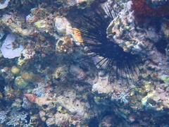 Centrostephanus coronatus