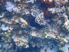 Centrostephanus coronatus