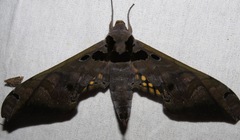 Adhemarius tigrina