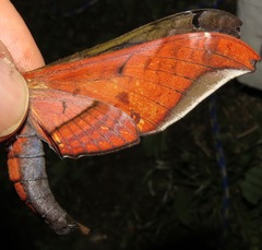 Adhemarius tigrina